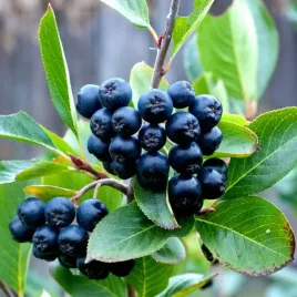aronia-czarnoowocowa-sadzonka-w-pojemniku-2l