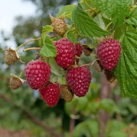 malina-czerwona-zewa-sadzonka-w-pojemniku-2l