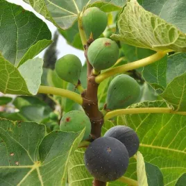 figowiec-wlasciwy-brown-turkey-sadzonka-w-pojemniku-2l