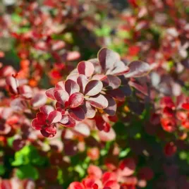 berberys-thunberga-hellmond-pilar-sadzonka-w-pojemniku-2l