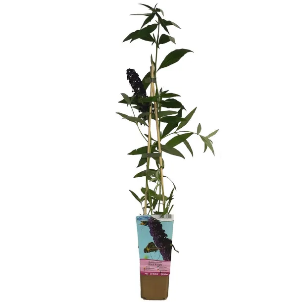budleja-dawida-black-knight-p9-c1-producent-inna