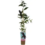 budleja-dawida-black-knight-p9-c1-producent-inna