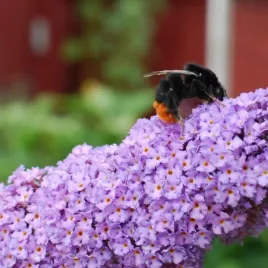 budleja-dawida-lochinch-w-p9-c1