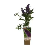 budleja-dawida-lochinch-w-p9-c1-producent-inna