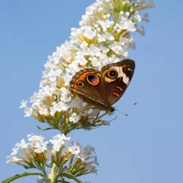 budleja-dawida-white-bouquet-p9-c1