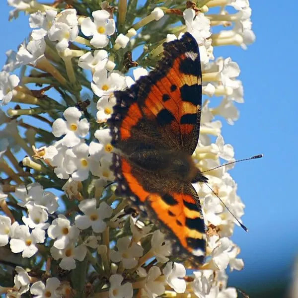 budleja-dawida-white-bouquet-p9-c1-nazwa-lacinska-buddleja-davidii