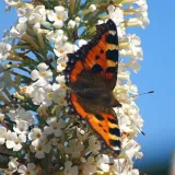 budleja-dawida-white-bouquet-p9-c1-nazwa-lacinska-buddleja-davidii