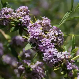 budleja-skretolistna-buddleja-alternifolia-p9-c1