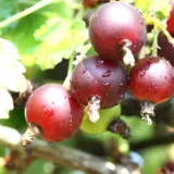 agrest-czerwony-hinnonmaki-red-p9-c1-rodzaj-rosliny-borowki-i-jagody