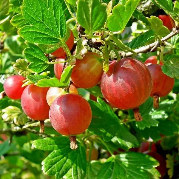 agrest-czerwony-hinnonmaki-red-p9-c1-rodzaj-rosliny-borowki-i-jagody