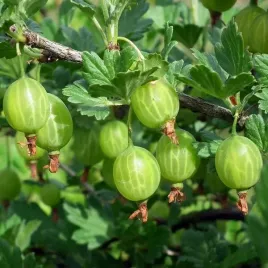 agrest-zielony-hinnonmaki-green-p9-c1