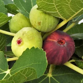 figowiec-wlasciwy-brown-turkey-sadzonka-w-pojemniku-4l