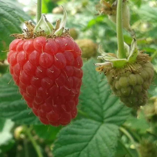 malina-czerwona-zewa-p9-c1-rodzaj-rosliny-maliny-i-jezyny