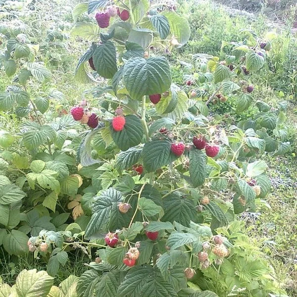 malina-czerwona-zewa-p9-c1-odmiana-zewa
