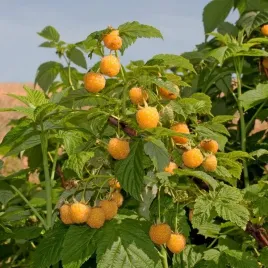 malina-zolta-golden-queen-p9-c1