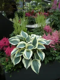 funkia-blue-ivory-hosta-niebieska-kosc-sloniowa