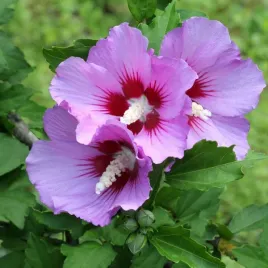ketmia-syryjska-hibiskus-maike-sadzonka-w-pojemniku-2l