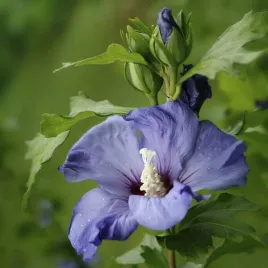 ketmia-syryjska-hibiskus-oiseau-bleu-syn-blue-bird-sadzonka-w-pojemn