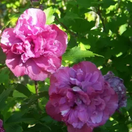 ketmia-syryjska-hibiskus-sanchonyo-sadzonka-w-pojemniku-2l