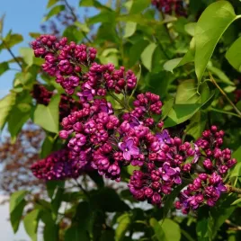 lilak-bez-chinski-saugeana-p9-c1