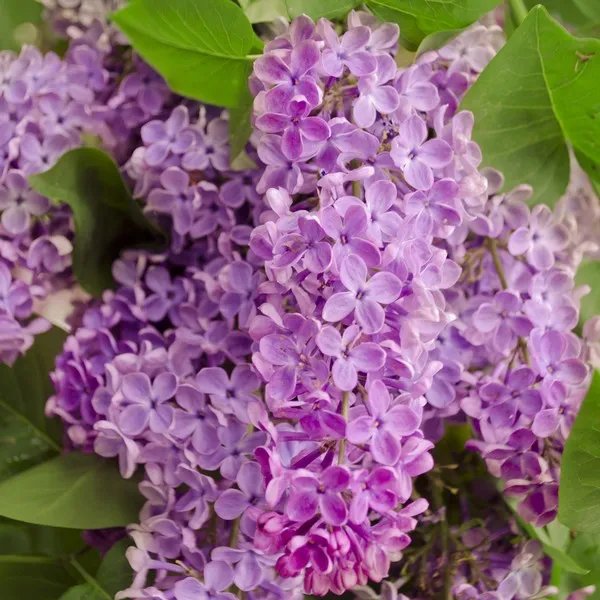 lilak-bez-minuet-p9-c1-rodzaj-rosliny-lilaki