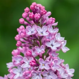 lilak-bez-omszony-miss-kim-p9-c1