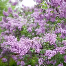 lilak-bez-omszony-miss-kim-sadzonka-w-pojemniku-2l