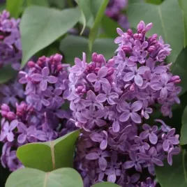 lilak-bez-ottawski-helen-sadzonka-w-pojemniku-2l