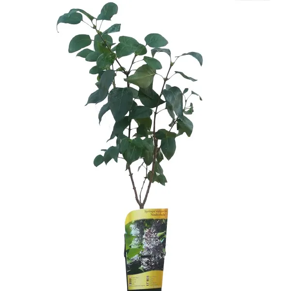 lilak-bez-pospolity-nadezhda-p9-c1-rodzaj-rosliny-lilaki-producent-inna