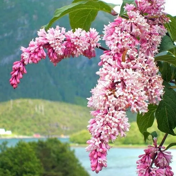 lilak-syringa-reflexa-p9-c1-rodzaj-rosliny-lilaki