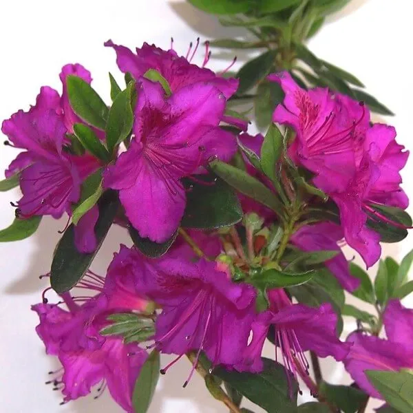 rododendron-azalia-koningstein-p9-c1-rodzaj-rosliny-rozaneczniki-i-azalie