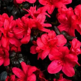 rododendron-azalia-marushka-p9-c1