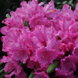 rododendron-azalia-roseum-eleganse-p9-c1