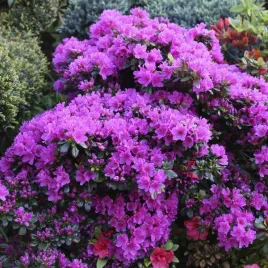 rododendron-azalia-geisho-purple-p9-c1