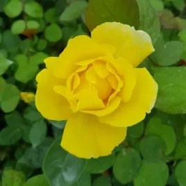 roza-wielkokwiatowa-arthur-bell-sadzonka-w-pojemniku-2l