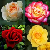 roza-mix-nieoznakowana