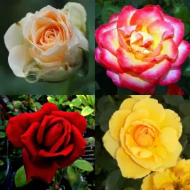 roza-mix-nieoznakowana