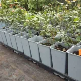 roza-mix-nieoznakowana-producent-inna