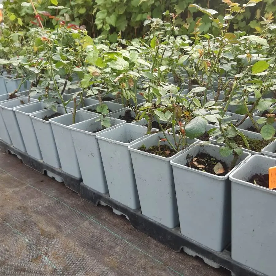 roza-mix-nieoznakowana-producent-inna