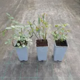 roza-mix-nieoznakowana-nazwa-lacinska-rosa