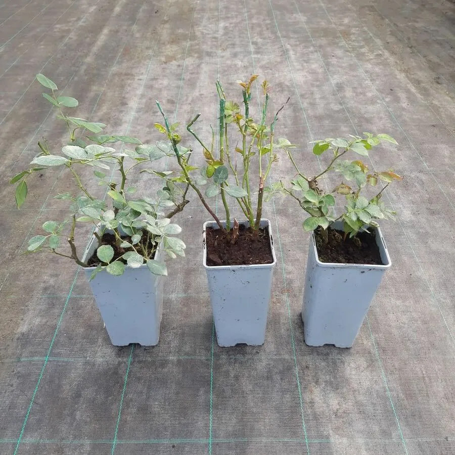 roza-mix-nieoznakowana