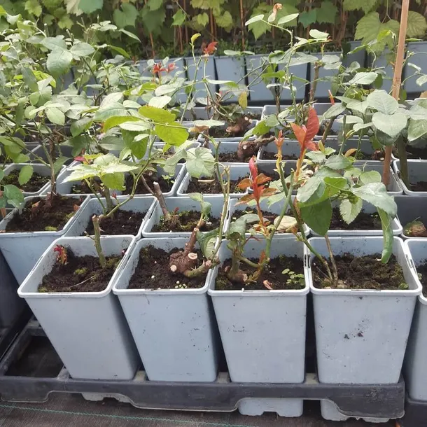 roza-mix-nieoznakowana-producent-inna-nazwa-lacinska-rosa