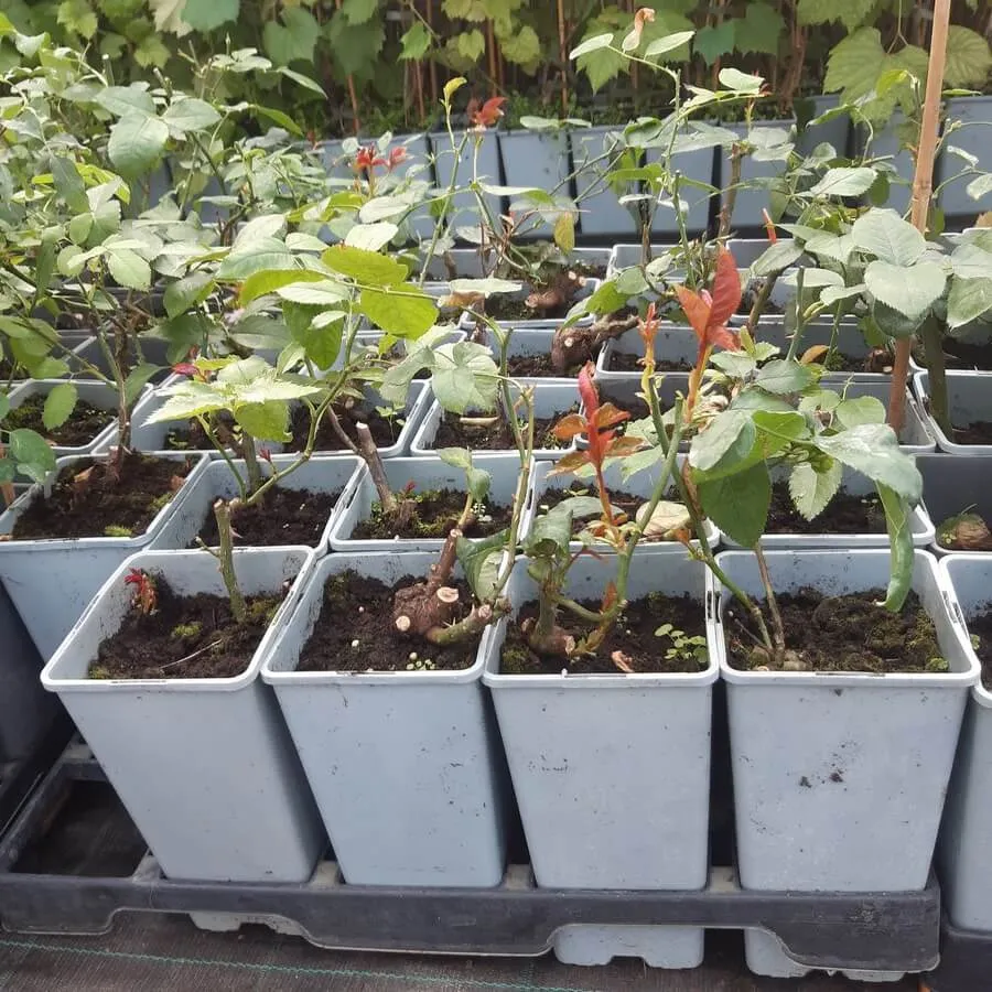 roza-mix-nieoznakowana-producent-inna