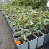 roza-mix-nieoznakowana-nazwa-lacinska-rosa-producent-inna