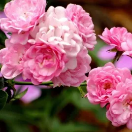 roza-pnaca-pink-cloud-sadzonka-w-pojemniku-4l