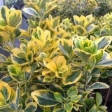 trzmielina-emerald-gold-p9-c1