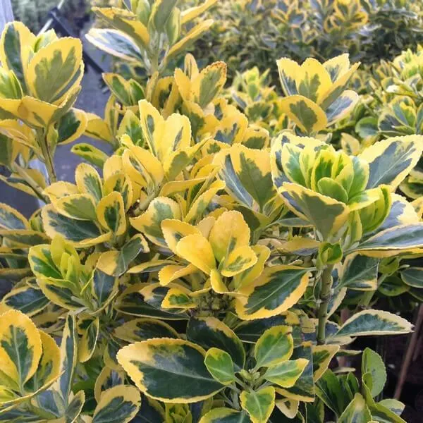 trzmielina-emerald-gold-p9-c1