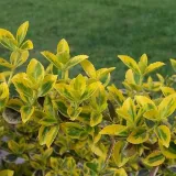 trzmielina-emerald-gold-p9-c1-rodzaj-rosliny-trzmieliny