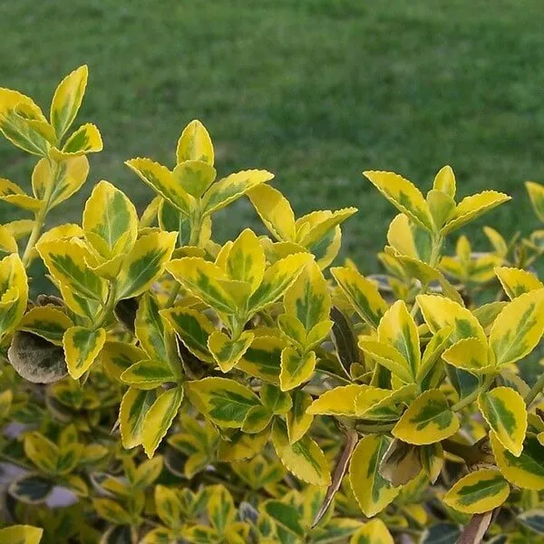 trzmielina-emerald-gold-p9-c1-rodzaj-rosliny-trzmieliny