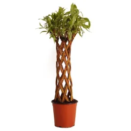 wierzba-pleciona-pstrokata-salix-alba-x-purpurea-w-poj-4l